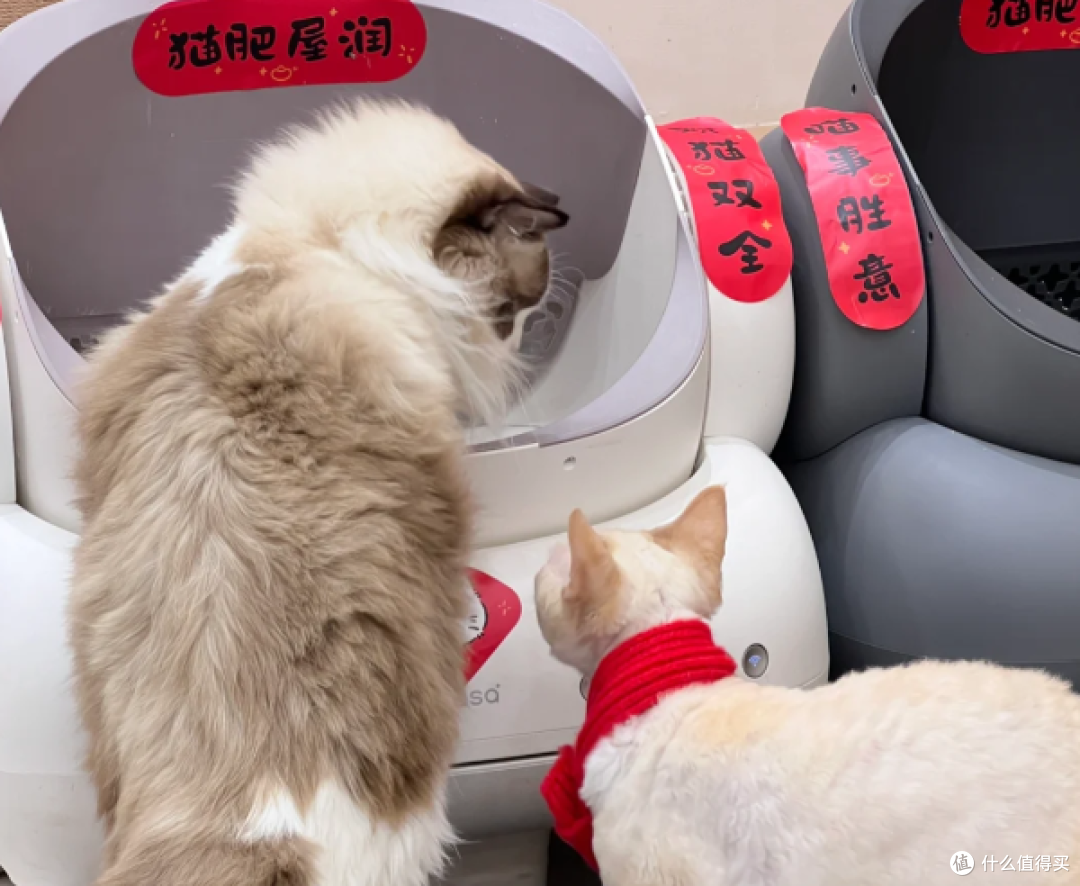 用户口碑爆棚!宜宝自动猫砂盆成多猫家庭“救星”_缅因猫关注
