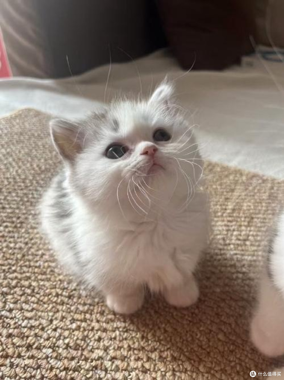 全罐喂养什么主食猫罐头最好?好牌子的猫主食罐头推荐