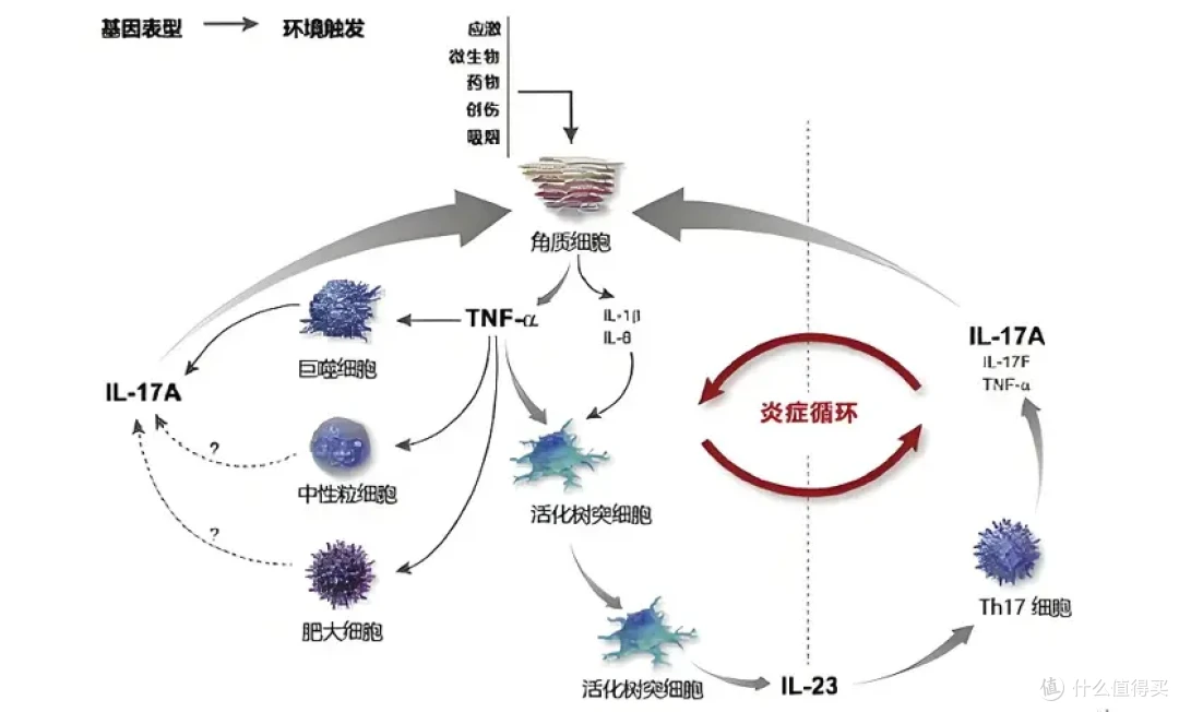 告别银屑病,靶向抗炎才是硬道理,欣比克提供全新选择!