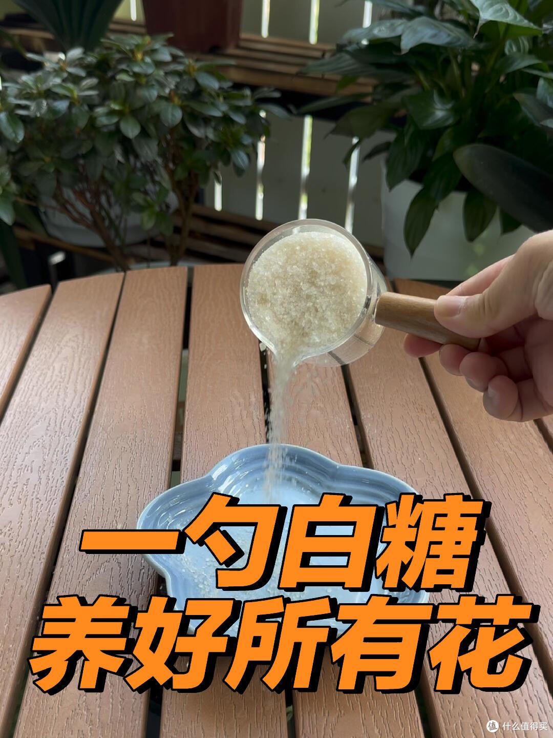 养花建议：“生根水”别花钱买，厨房自己diy，省钱又实用
