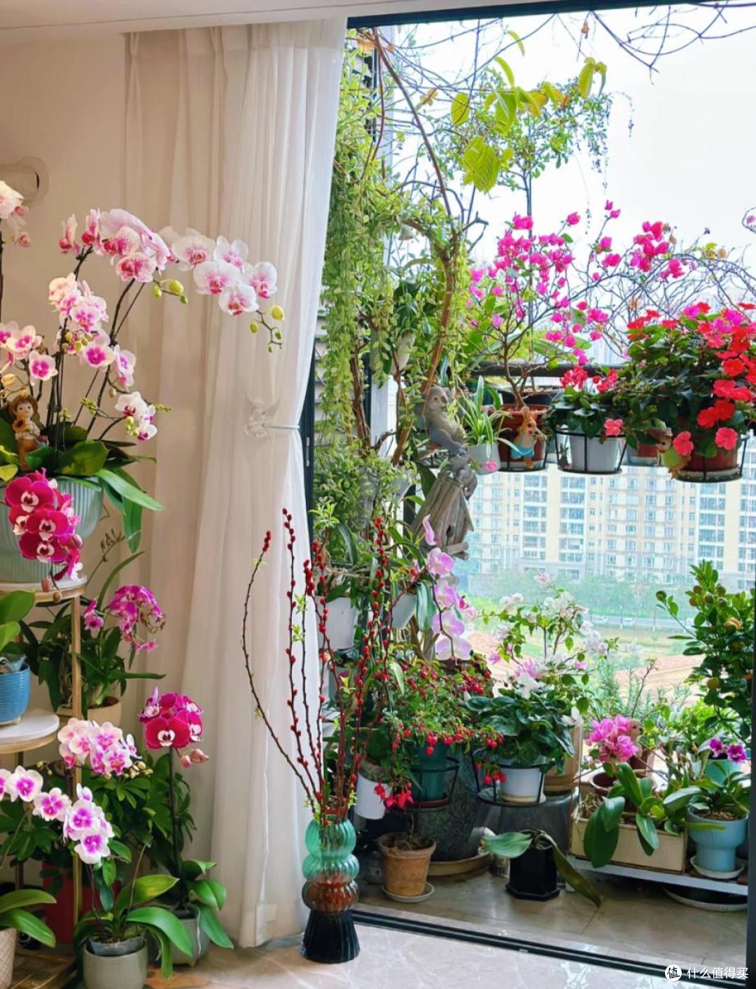 养花建议：“生根水”别花钱买，厨房自己diy，省钱又实用