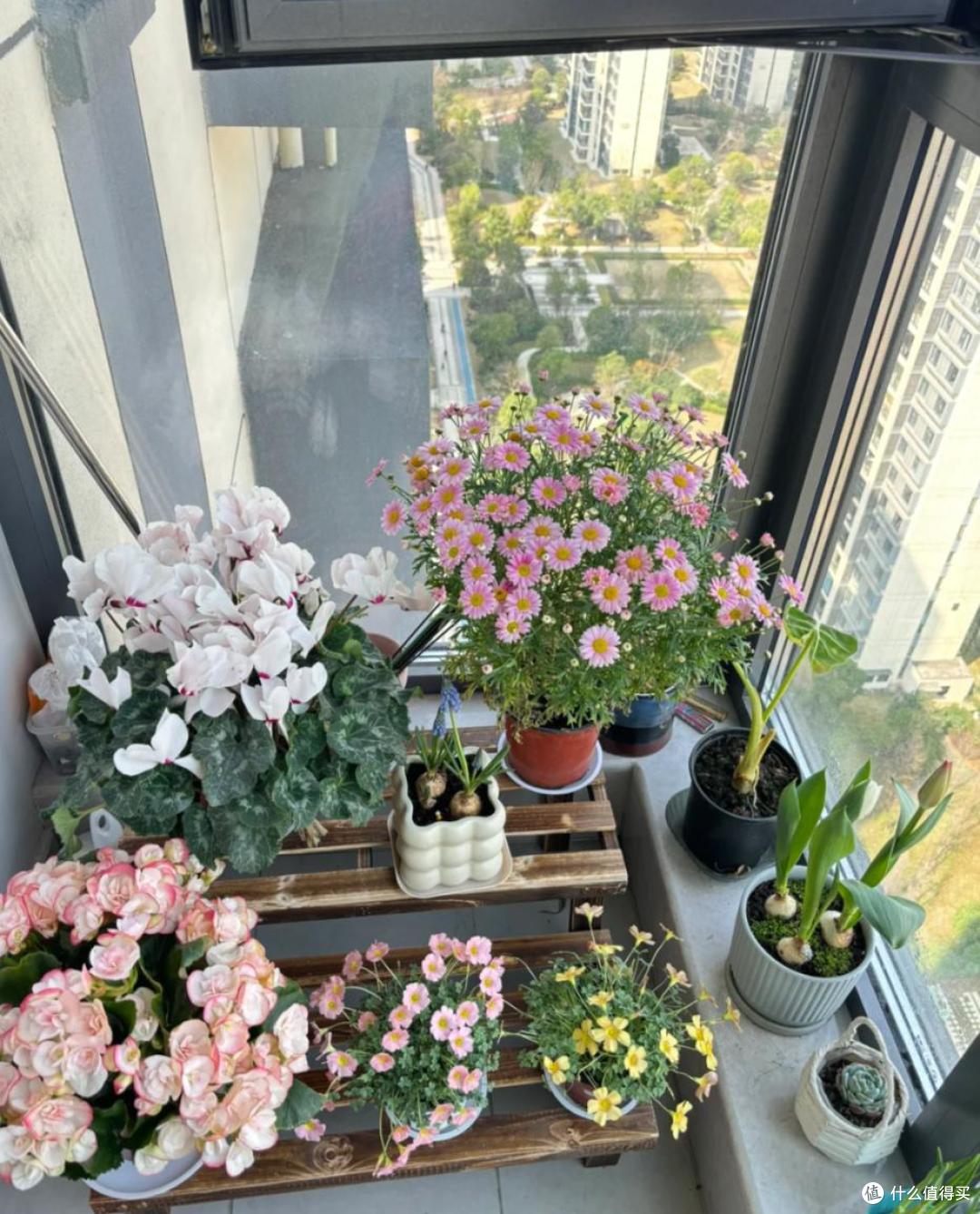 养花建议：“生根水”别花钱买，厨房自己diy，省钱又实用