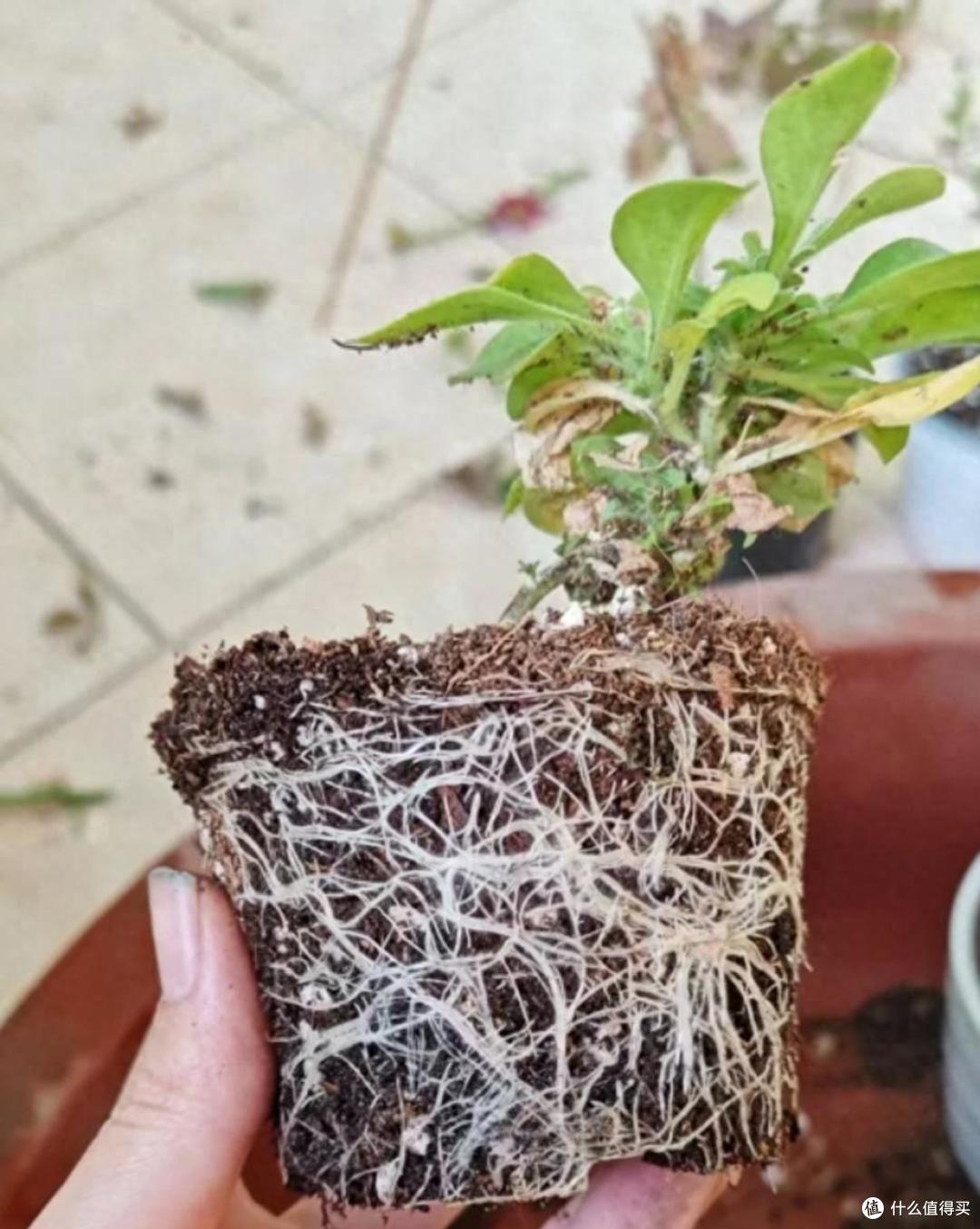 养花建议：“生根水”别花钱买，厨房自己diy，省钱又实用