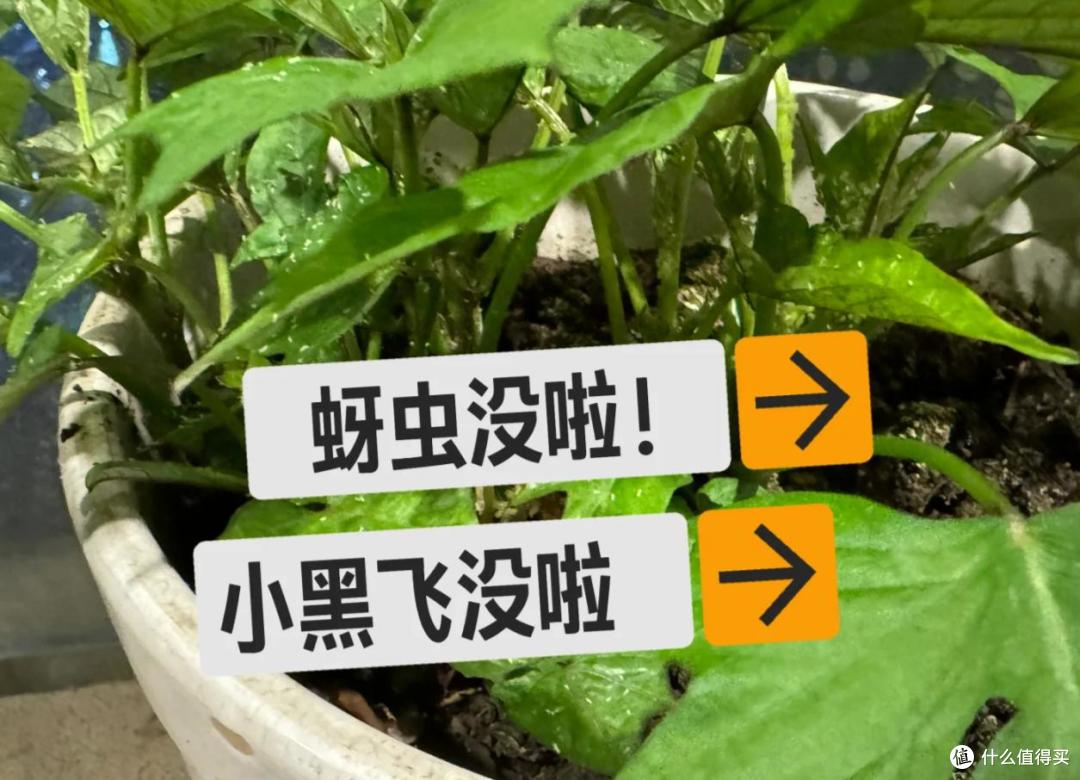 养花建议：“生根水”别花钱买，厨房自己diy，省钱又实用
