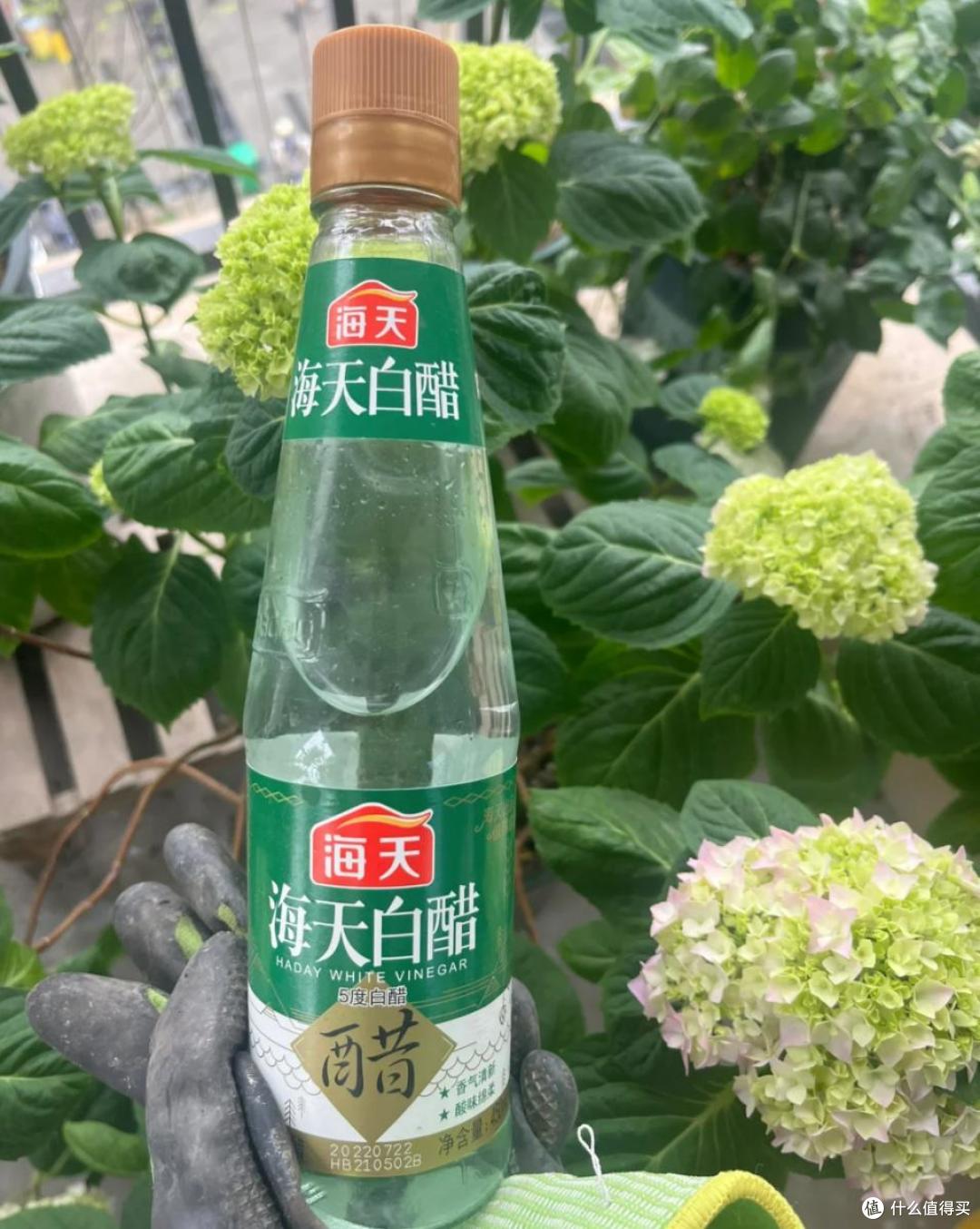 养花建议：“生根水”别花钱买，厨房自己diy，省钱又实用