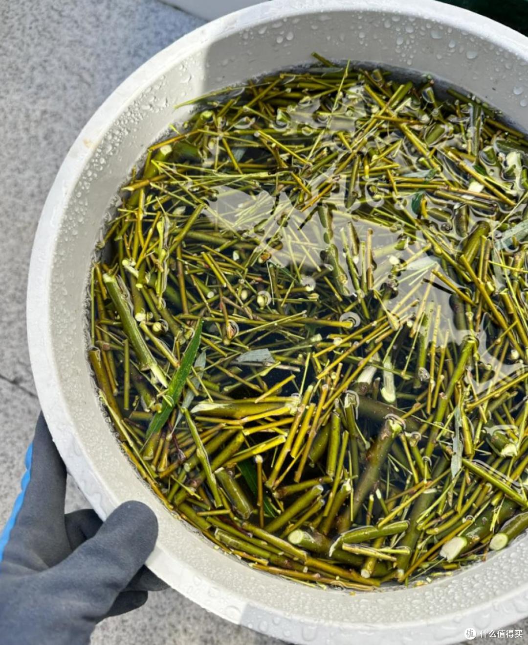 养花建议：“生根水”别花钱买，厨房自己diy，省钱又实用