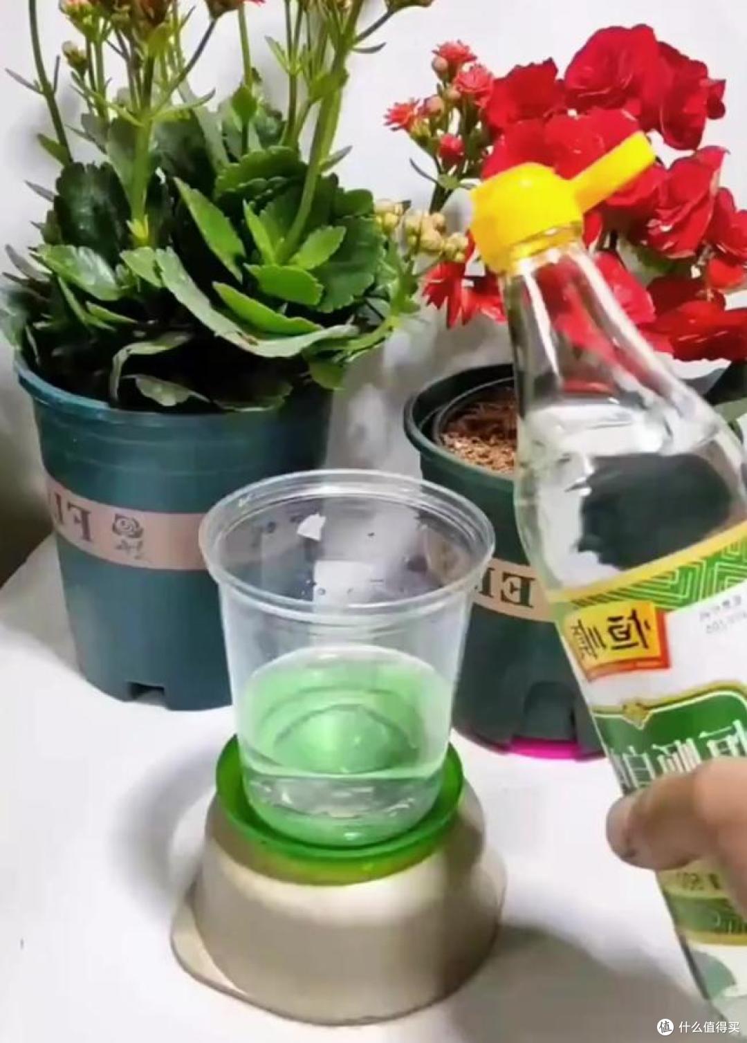 养花建议：“生根水”别花钱买，厨房自己diy，省钱又实用