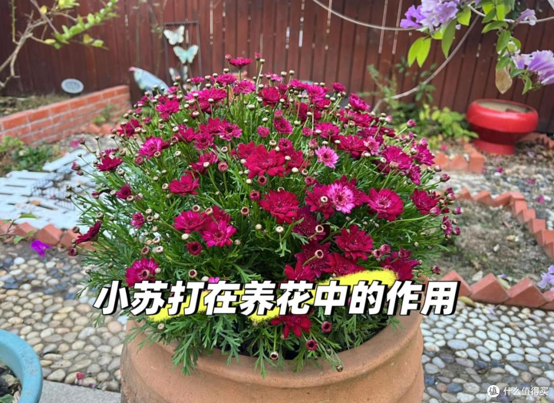 养花建议：“生根水”别花钱买，厨房自己diy，省钱又实用