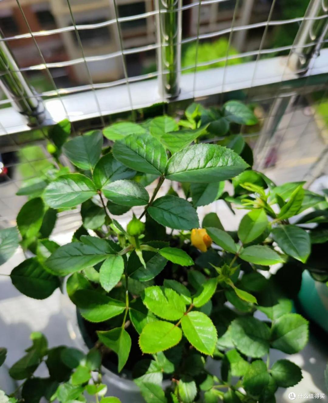 养花建议：“生根水”别花钱买，厨房自己diy，省钱又实用