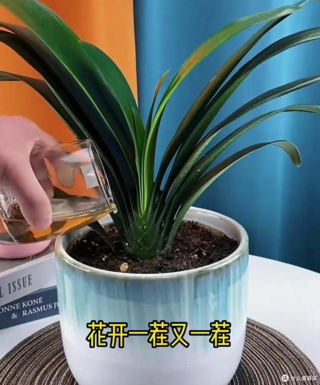 养花建议：“生根水”别花钱买，厨房自己diy，省钱又实用