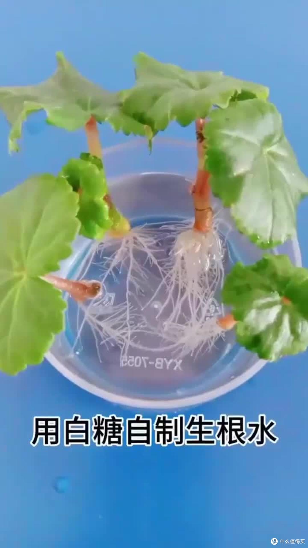 养花建议：“生根水”别花钱买，厨房自己diy，省钱又实用