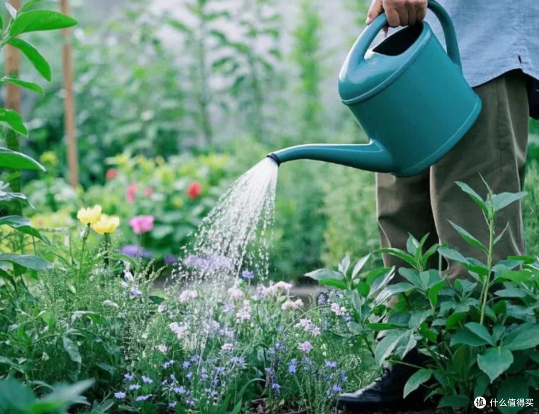 养花建议：“生根水”别花钱买，厨房自己diy，省钱又实用