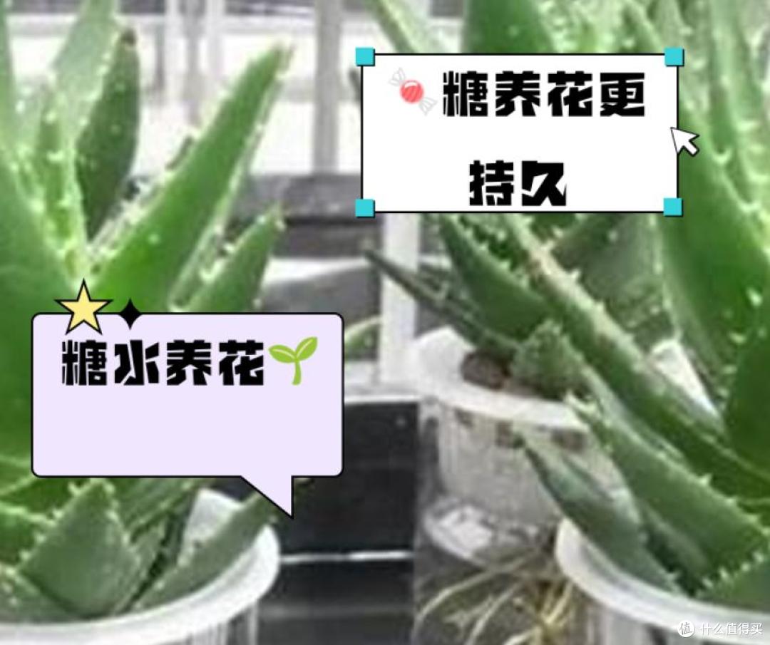 养花建议：“生根水”别花钱买，厨房自己diy，省钱又实用