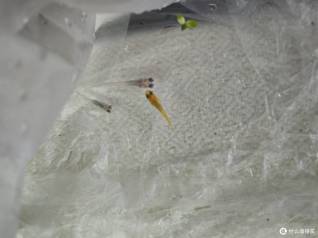 担心鳑鲏太寂寞,我给它配了水草和三条青鳉