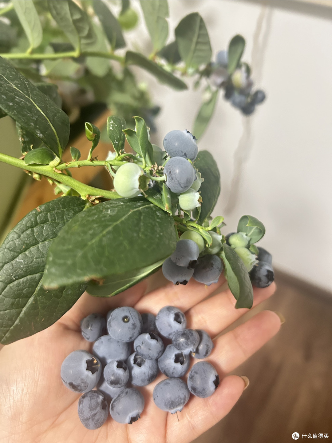 很轻松就能让你实现蓝莓自由
