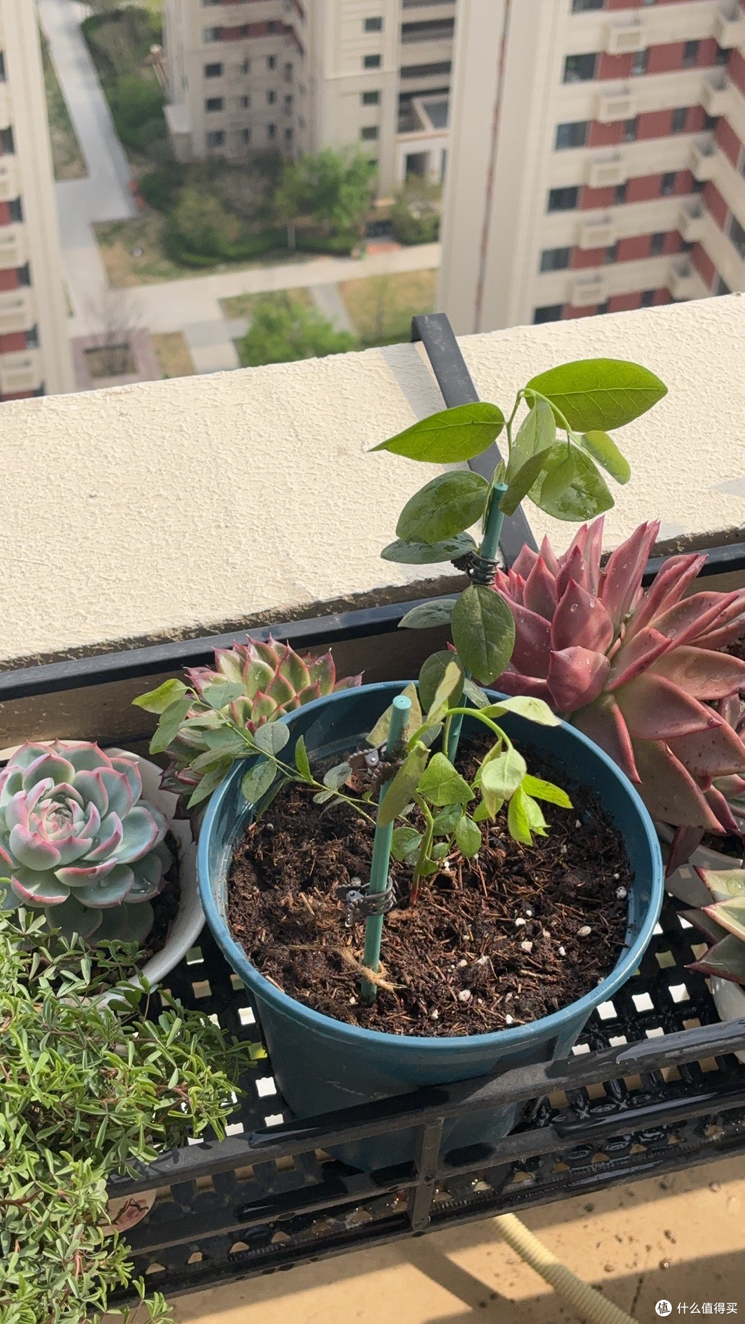 很轻松就能让你实现蓝莓自由