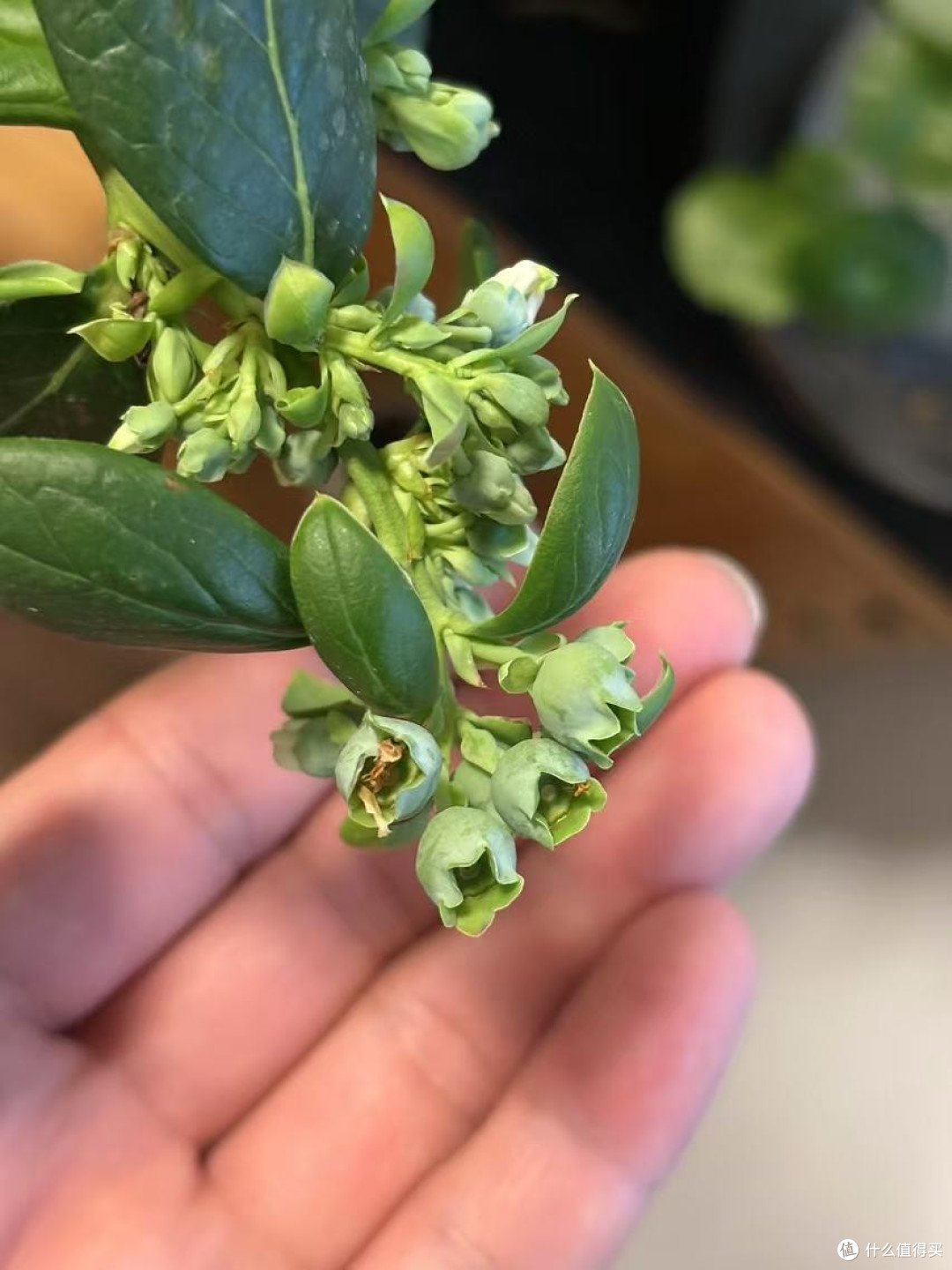 很轻松就能让你实现蓝莓自由