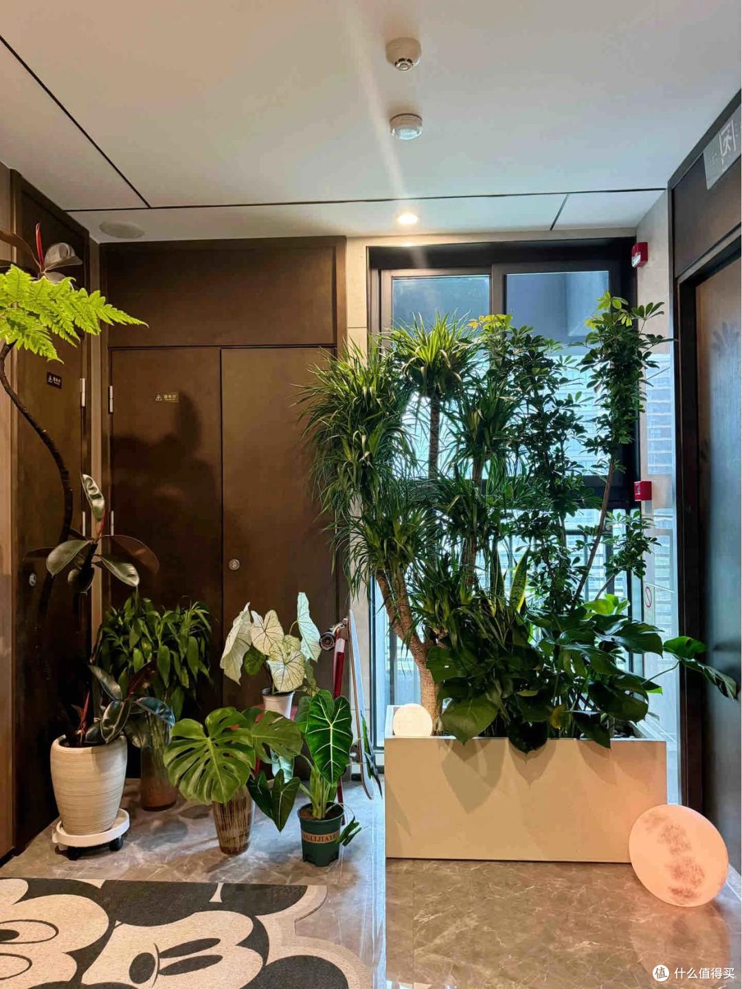 浙江一29岁太太,因“楼道一玄关柜”走红,还摆满花草,太壮观了