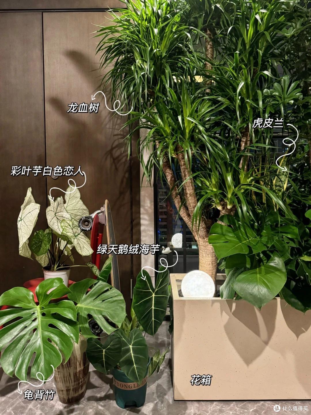 浙江一29岁太太,因“楼道一玄关柜”走红,还摆满花草,太壮观了