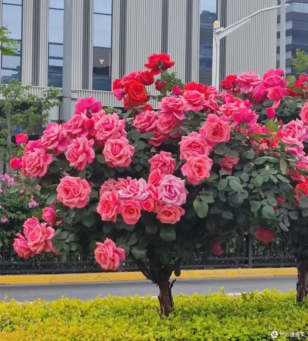 安徽一户人家,1棵月季开成花海,真的太壮观,很多网友都羡慕