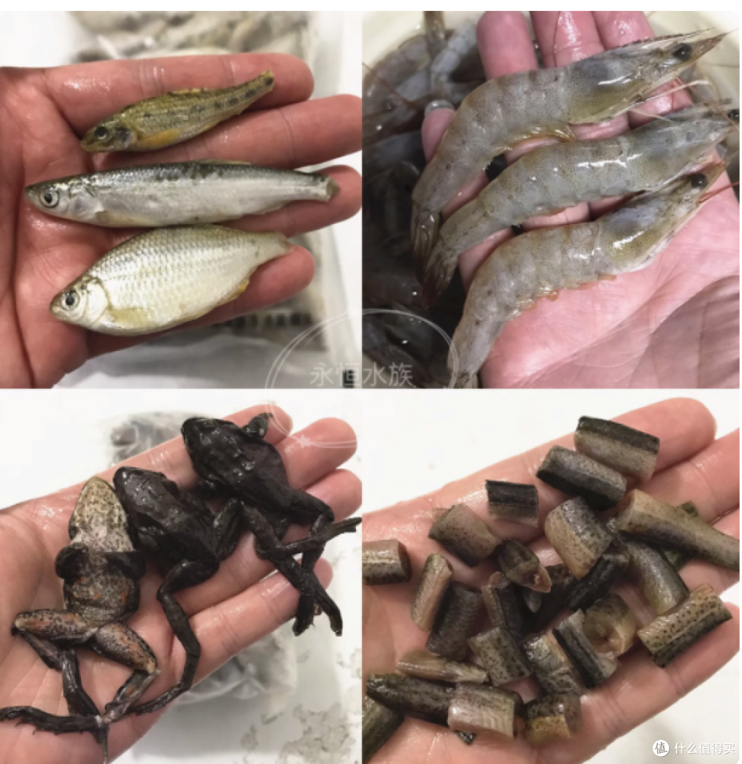 永恒水族新鲜冻虾鱼饲料:观赏鱼的极致美食盛宴