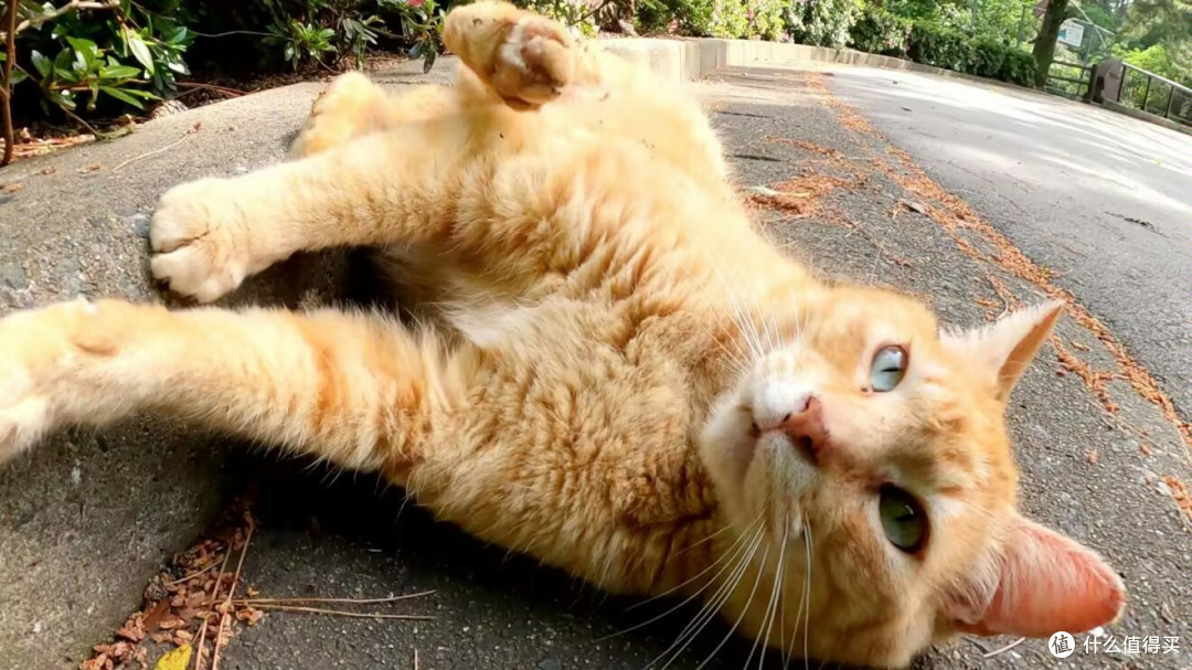 猫咪主食罐头哪个牌子好性价比高?猫咪主食罐头排行榜大全来解惑