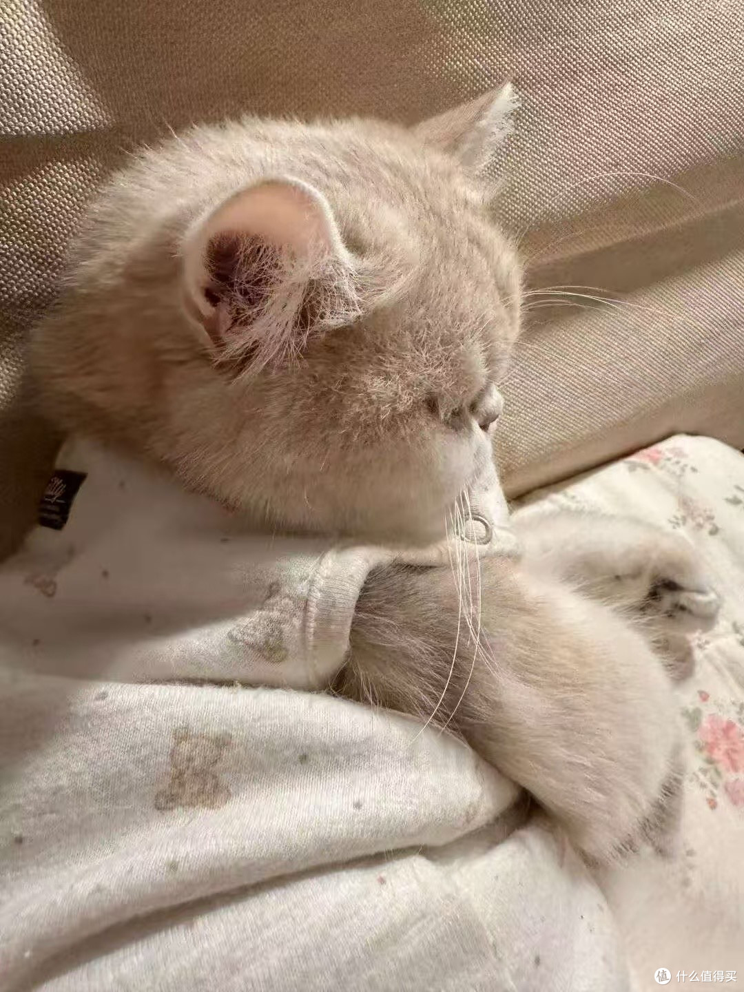 猫咪主食罐头哪个牌子好吃?主食罐头适口好性价比高的推荐