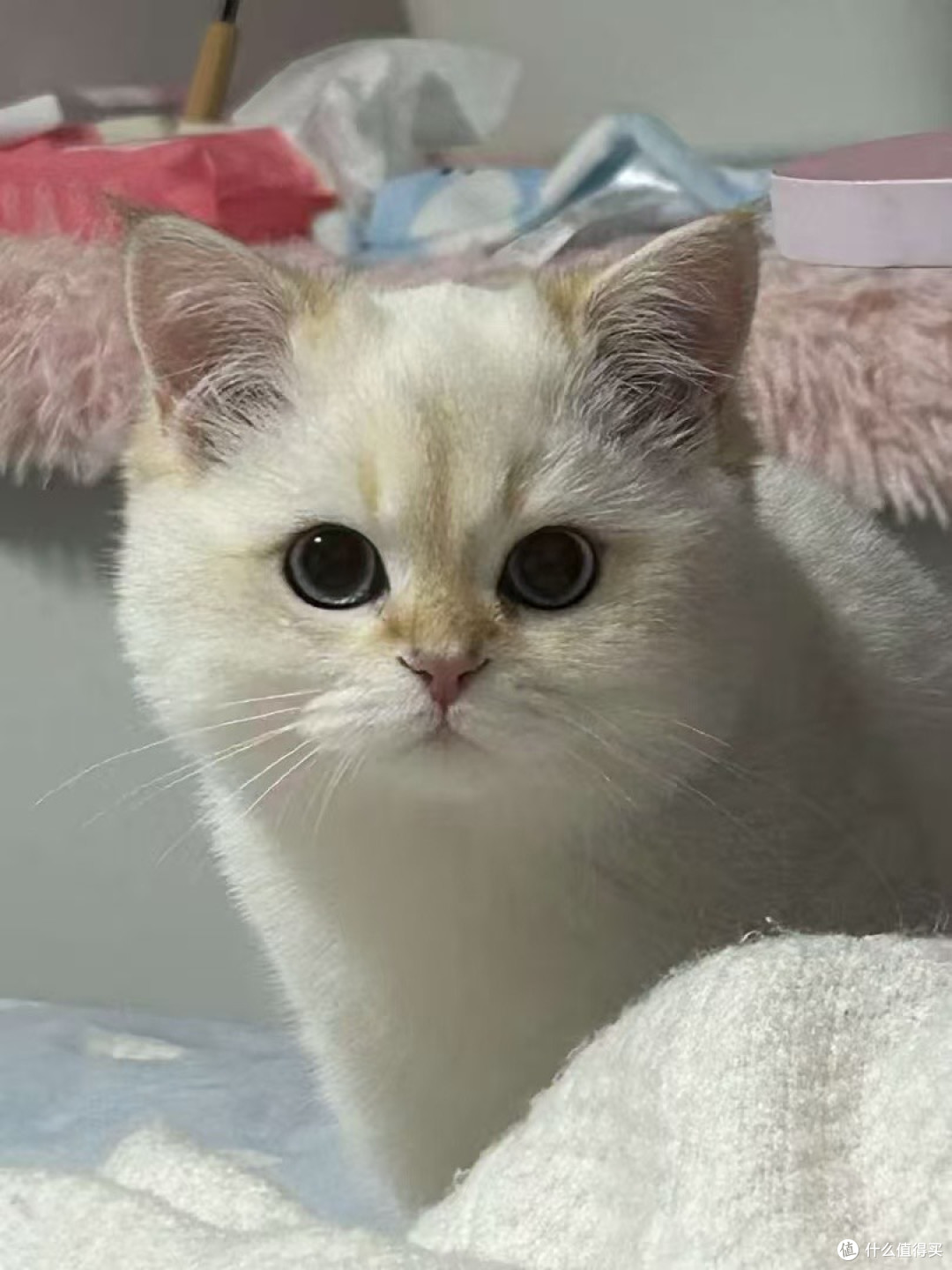 猫咪主食罐头哪个牌子好吃?主食罐头适口好性价比高的推荐