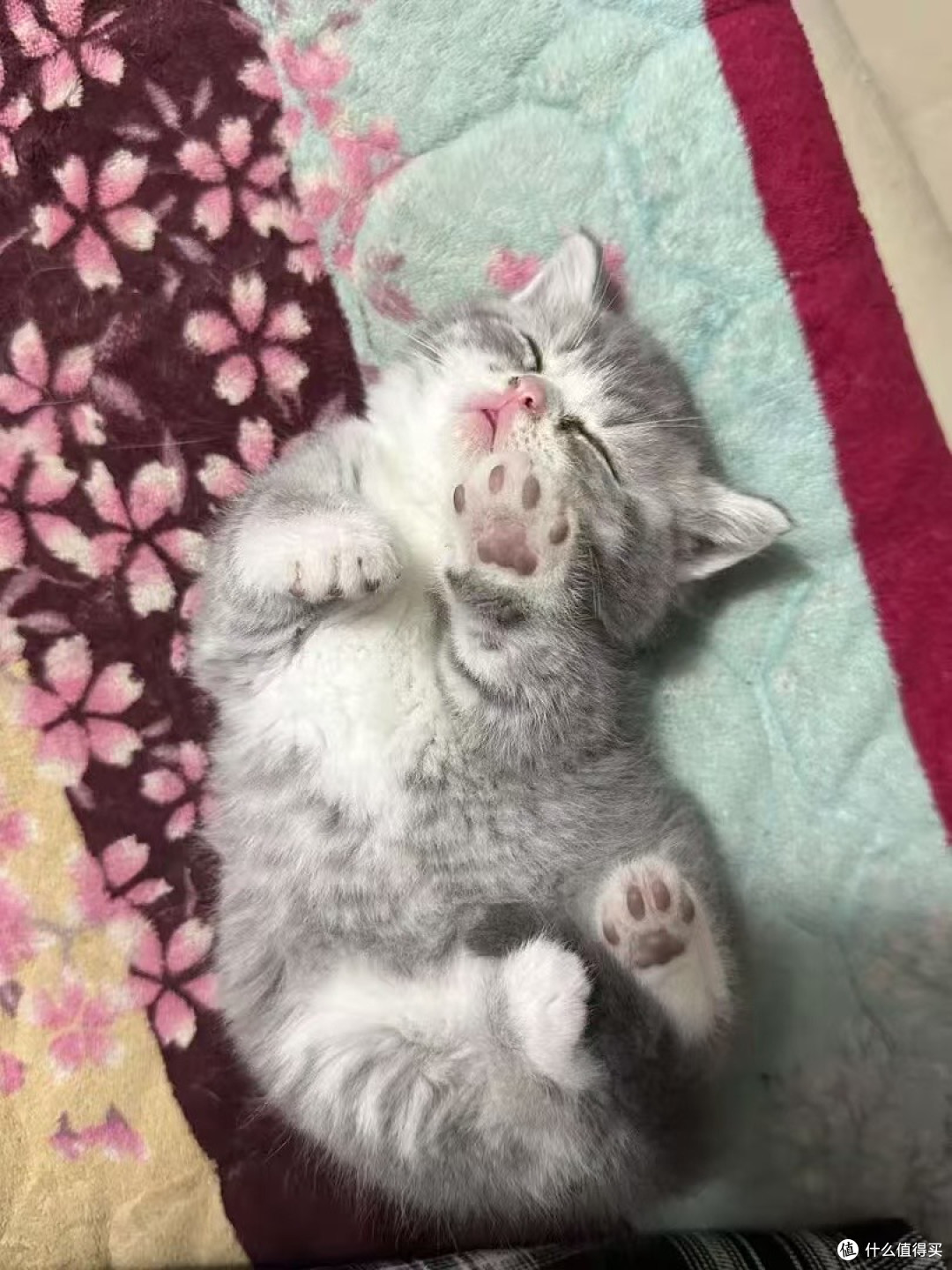 猫咪主食罐头哪个牌子好一点？猫主食罐头推荐中国品牌性价比高