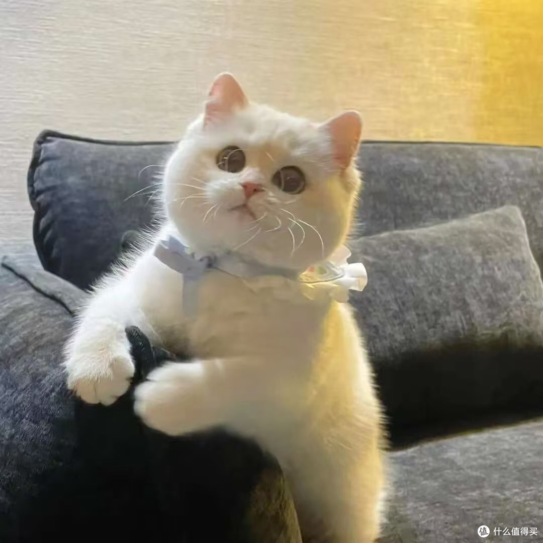 猫咪主食罐头哪个牌子好一点？猫主食罐头推荐中国品牌性价比高