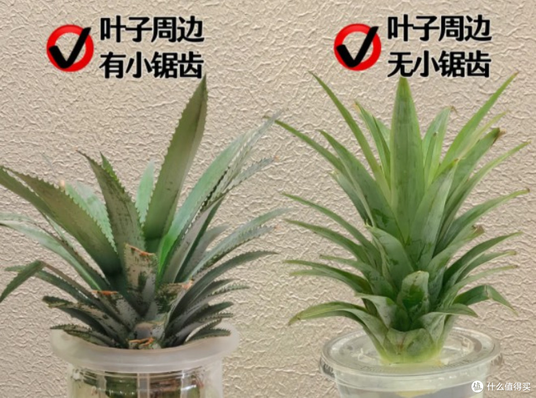 菠萝和凤梨都纷纷上市了！