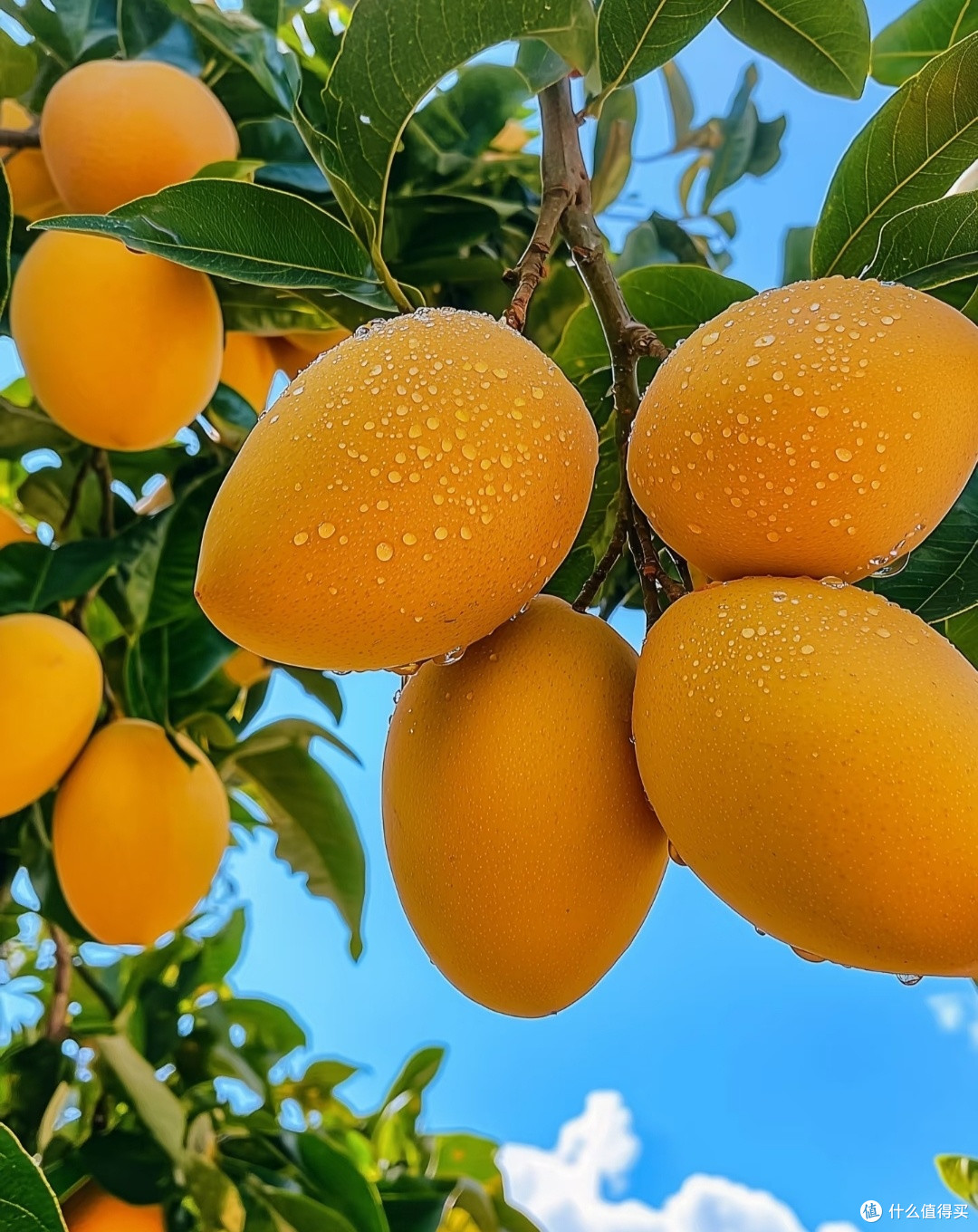 春日限定!这些水果千万别错过