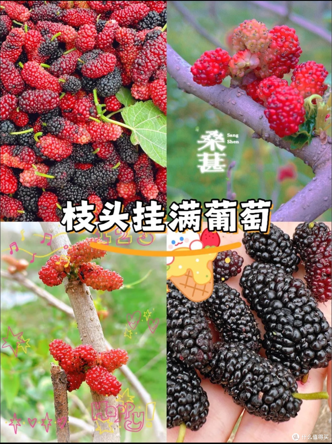 桑葚园里的健康与美味