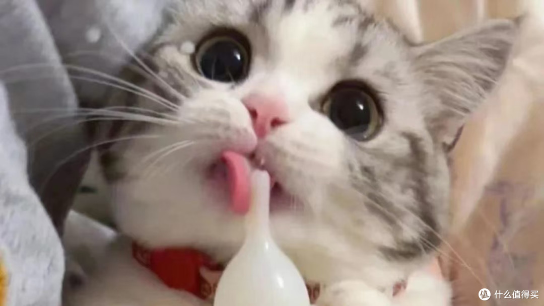 主食猫罐头哪个品牌的比较好?2025最新希喂、纯福、菲喵测评!