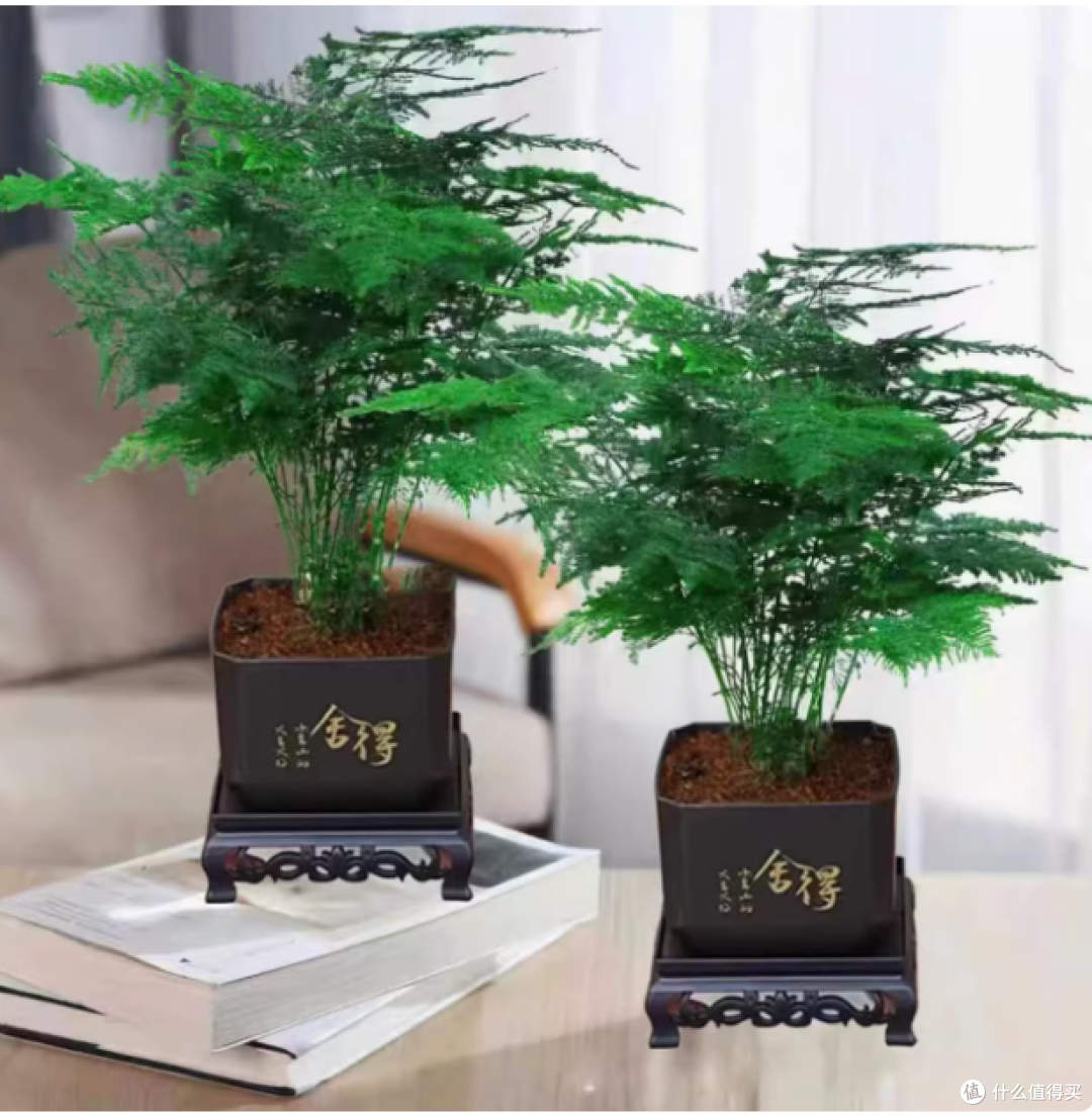 花伴水文竹盆栽:室内绿植的绝佳之选