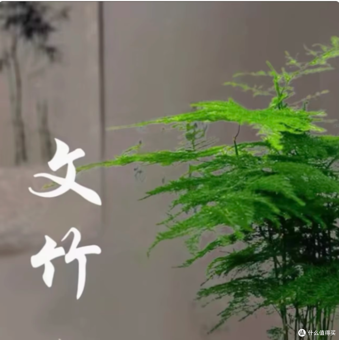 花伴水文竹盆栽:室内绿植的绝佳之选