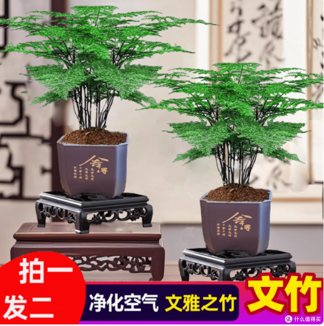 花伴水文竹盆栽:室内绿植的绝佳之选