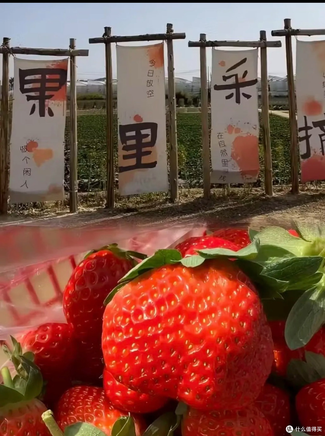 走进草莓园,体验田园乐趣