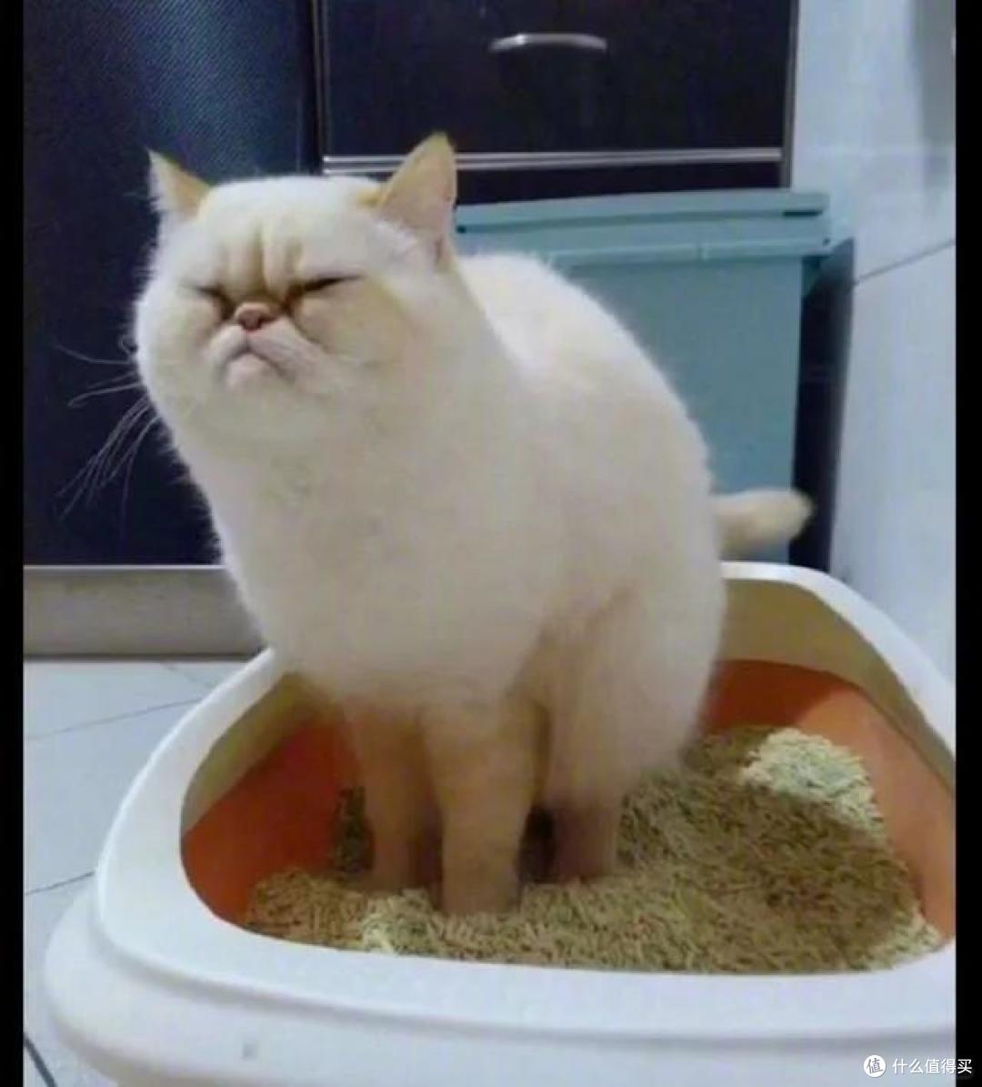 肠胃好，猫咪更健康：如何改善猫咪的消化问题