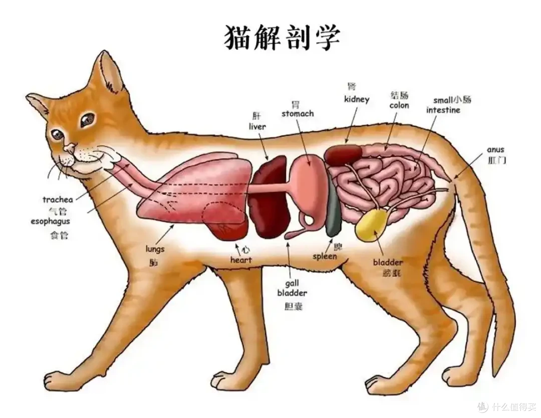 肠胃好，猫咪更健康：如何改善猫咪的消化问题