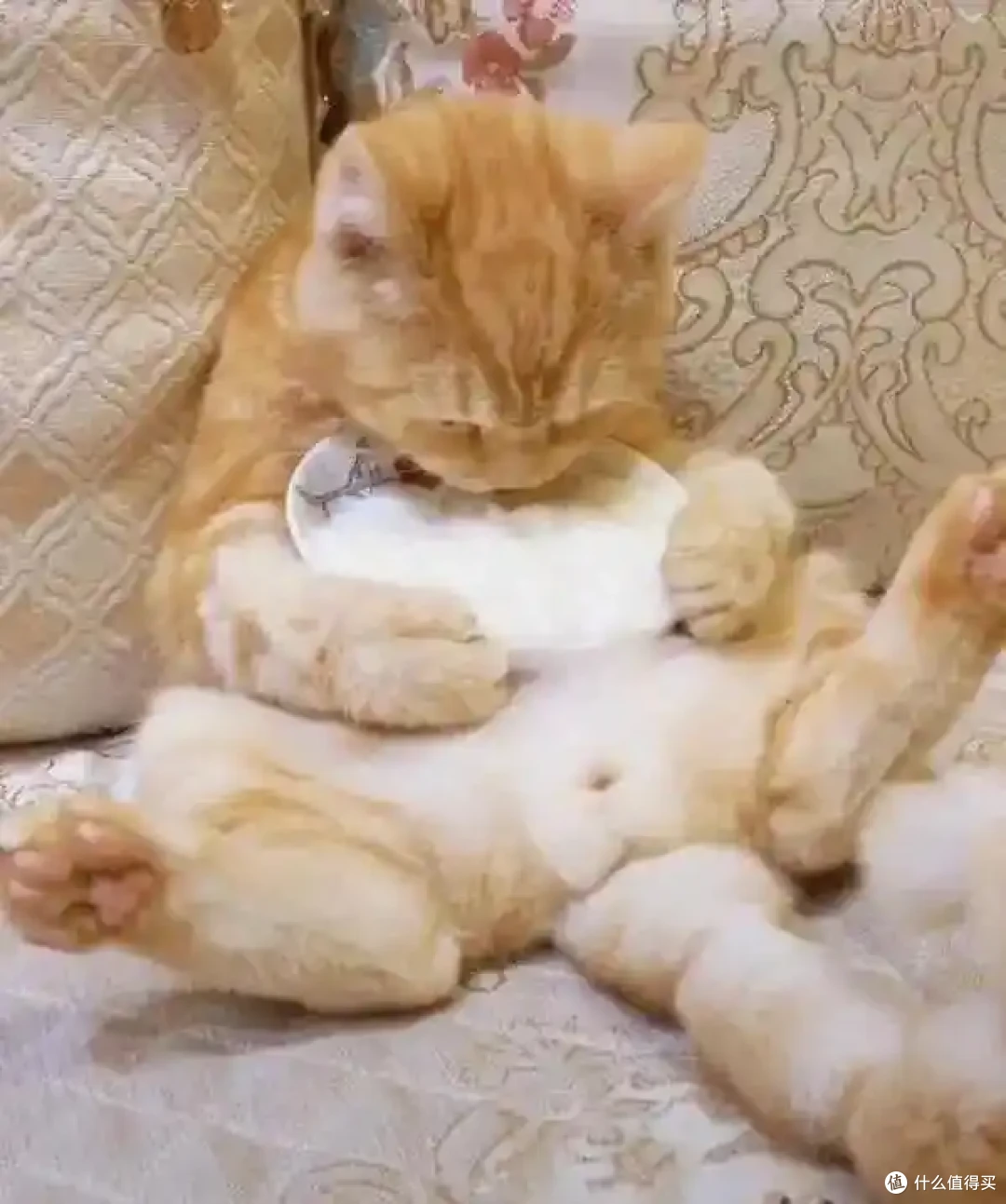 肠胃好，猫咪更健康：如何改善猫咪的消化问题