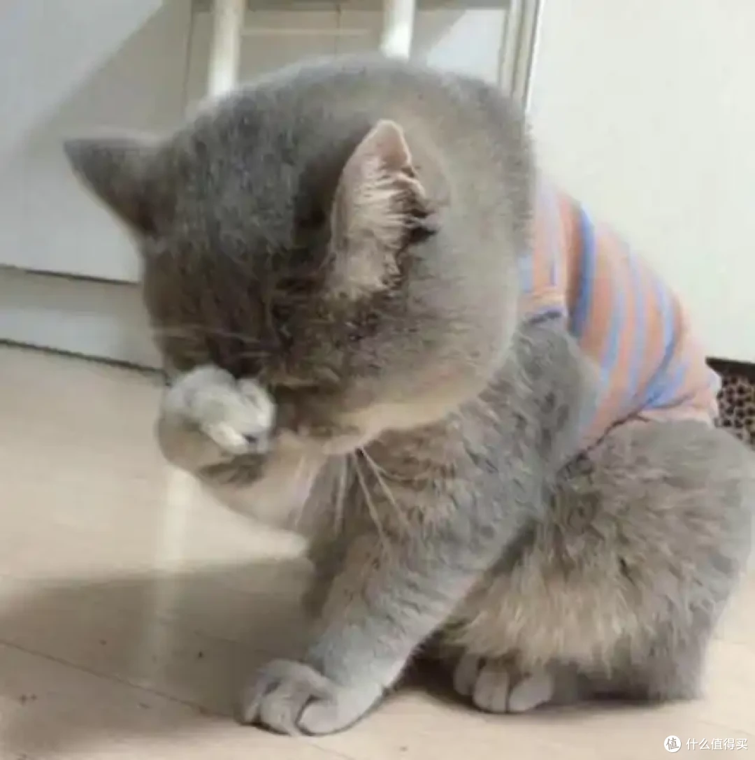 肠胃好，猫咪更健康：如何改善猫咪的消化问题