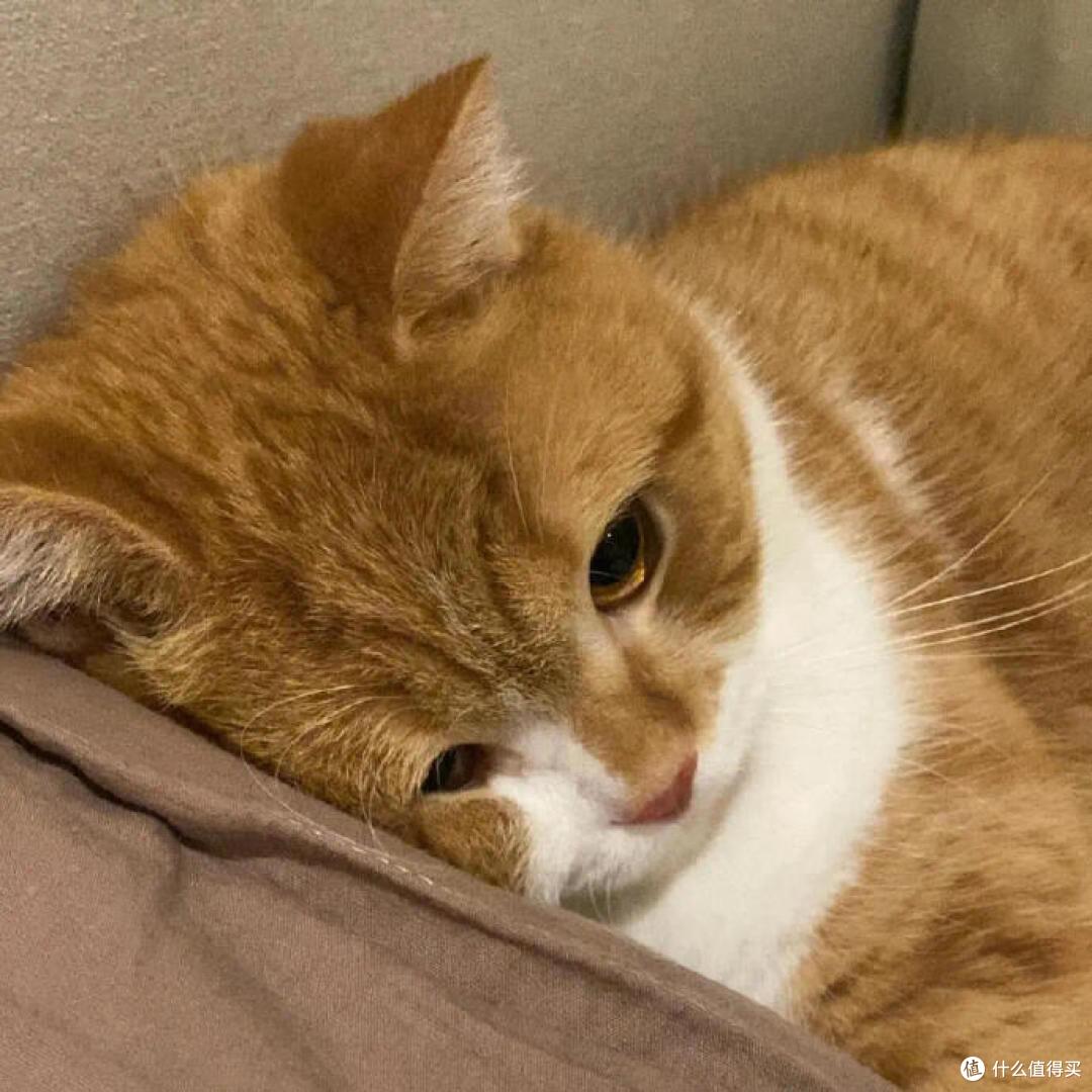 肠胃好，猫咪更健康：如何改善猫咪的消化问题