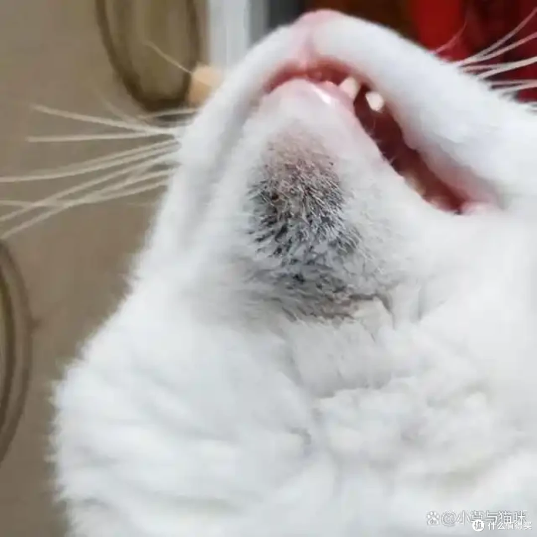 猫咪软便、呕吐、黑下巴？这些肠胃健康信号不可忽视！