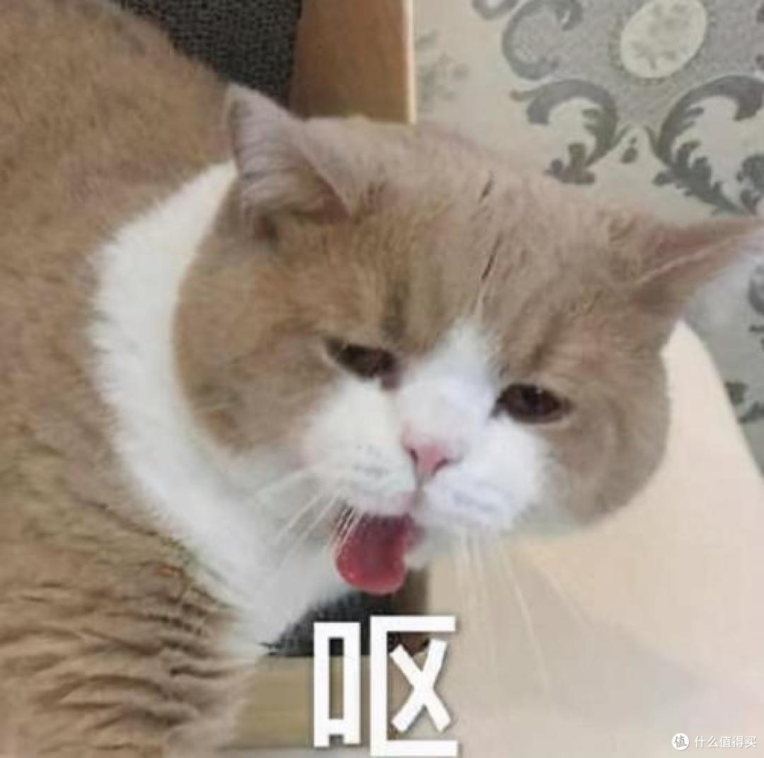 猫咪软便、呕吐、黑下巴？这些肠胃健康信号不可忽视！