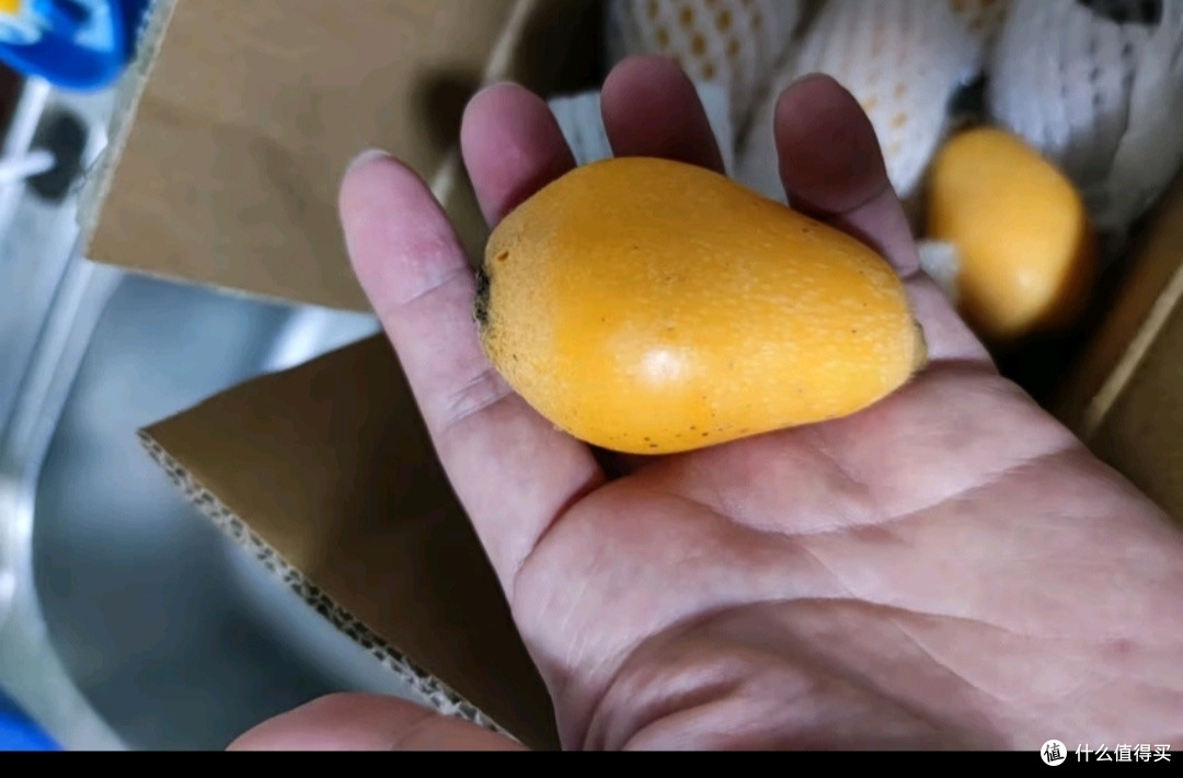 福建云霄甜枇杷:春日限定美味