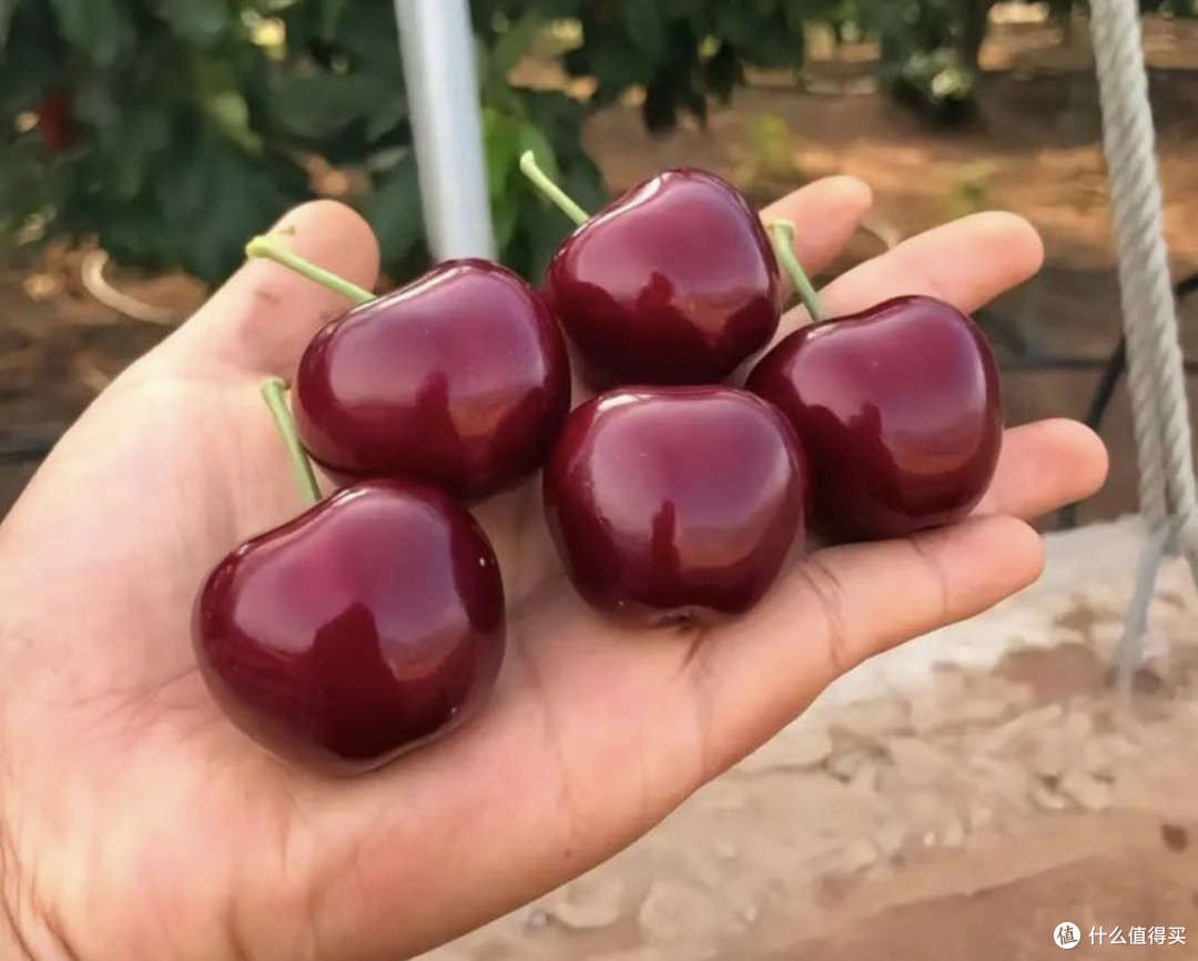 春节鲜果C位！一口爆汁的樱桃，把甜蜜年味“红”进团圆饭