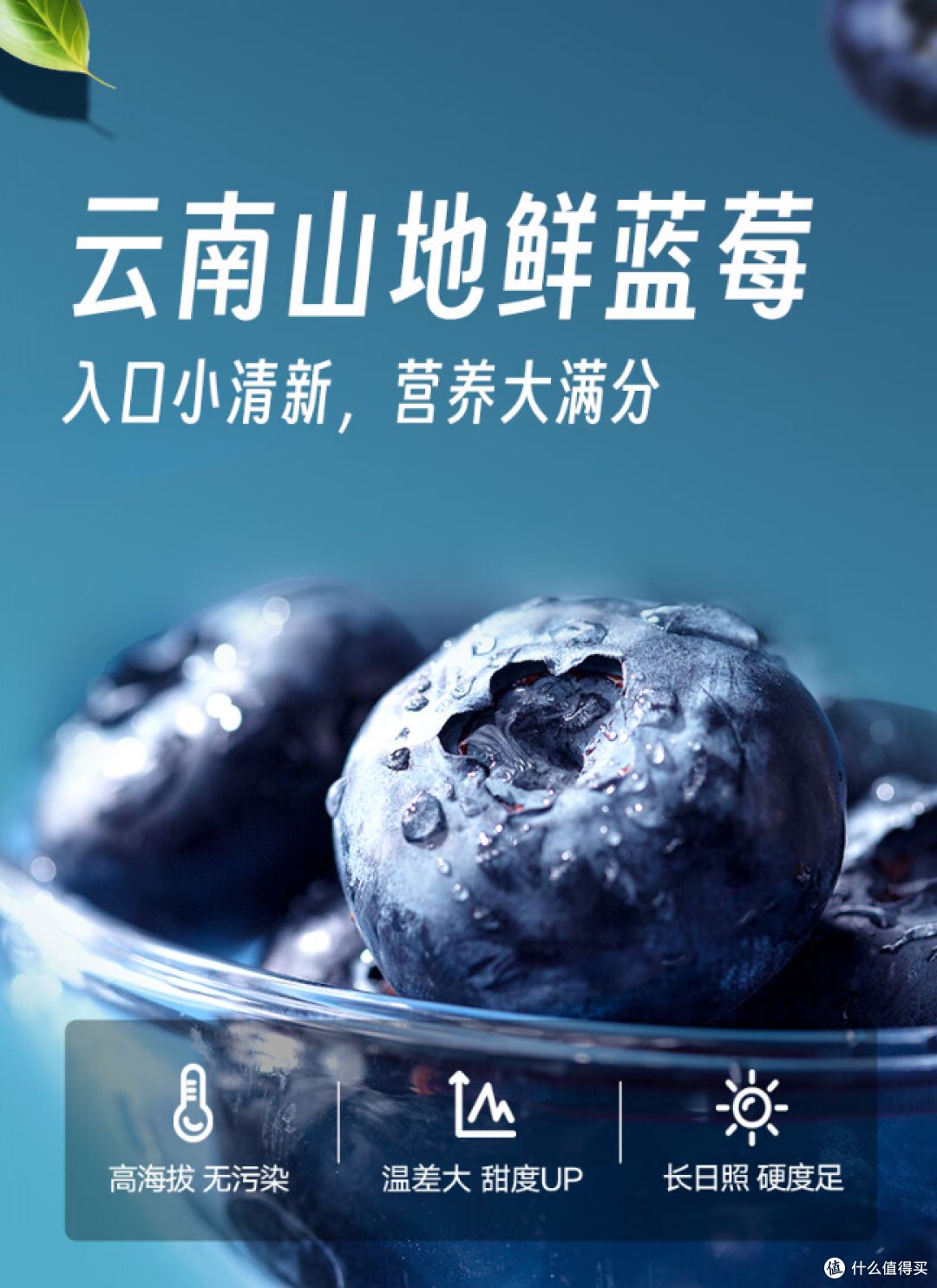 春日私藏 | 来自云南的紫宝石:甜蜜蓝莓正当食!