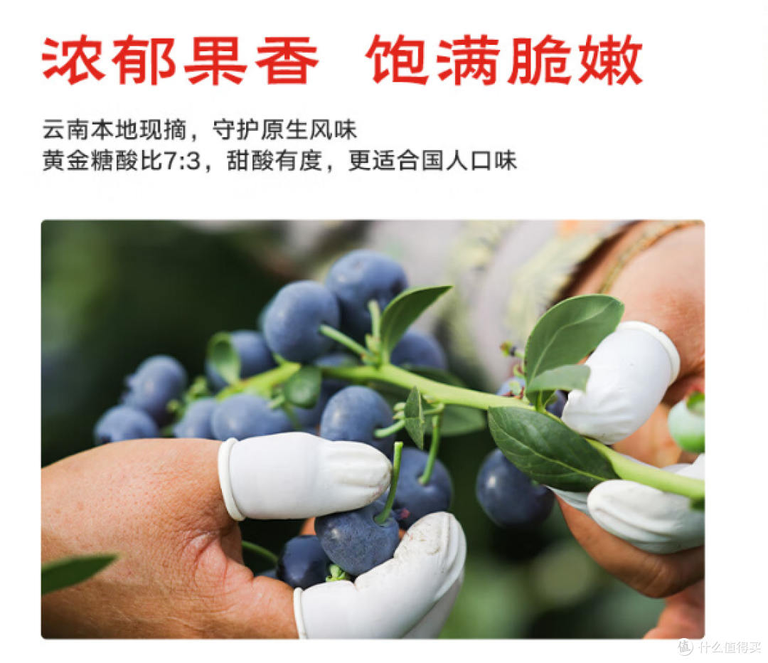 春日私藏 | 来自云南的紫宝石:甜蜜蓝莓正当食!