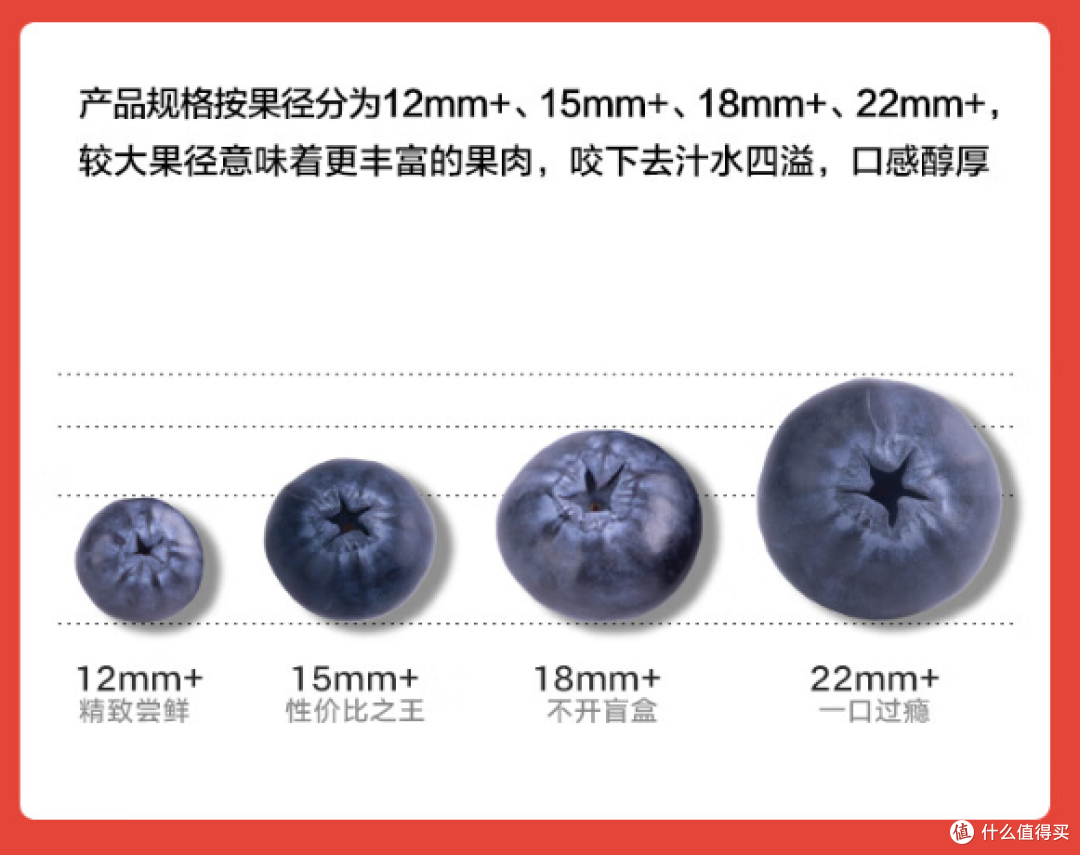 春日私藏 | 来自云南的紫宝石:甜蜜蓝莓正当食!
